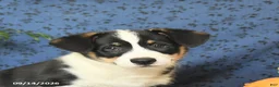 Welsh Corgi Pembroke dogs for sale: Gus - Ad 3