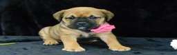 Mixed Breed dogs for sale: Bella - Ad 10