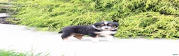 Miniature Australian Shepherd dogs for sale: Autumn - Ad 3