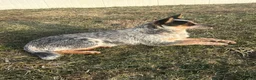 Australian Cattle Dog dogs for sale: Duke - Ad 9