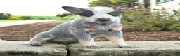 Australian Cattle Dog dogs for sale: Faith - Ad 4