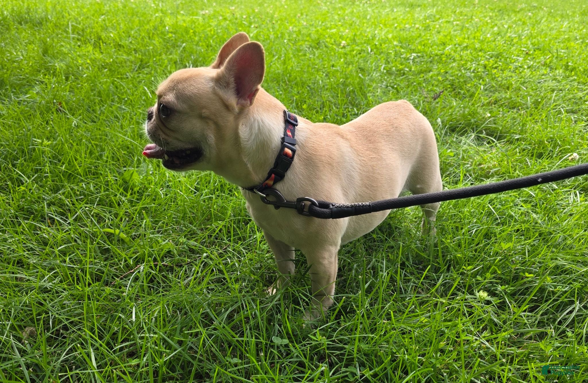 French Bulldog dogs Jades - Ad 1