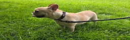 French Bulldog dogs for sale: Jades - Ad 1