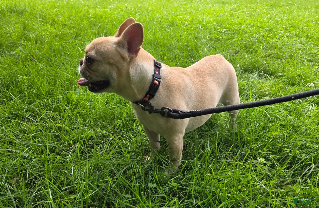 French Bulldog dogs for sale: Jades - Ad 1