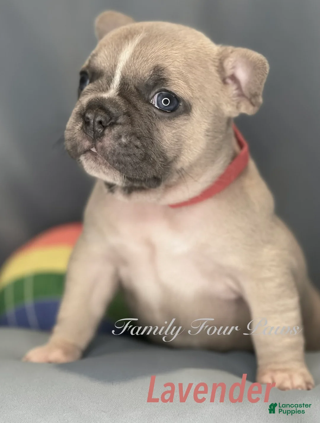 Frenchton dogs for sale: Lavender  - Ad 1