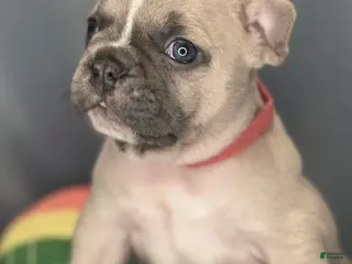 Frenchton dogs for sale: Lavender - Ad 1