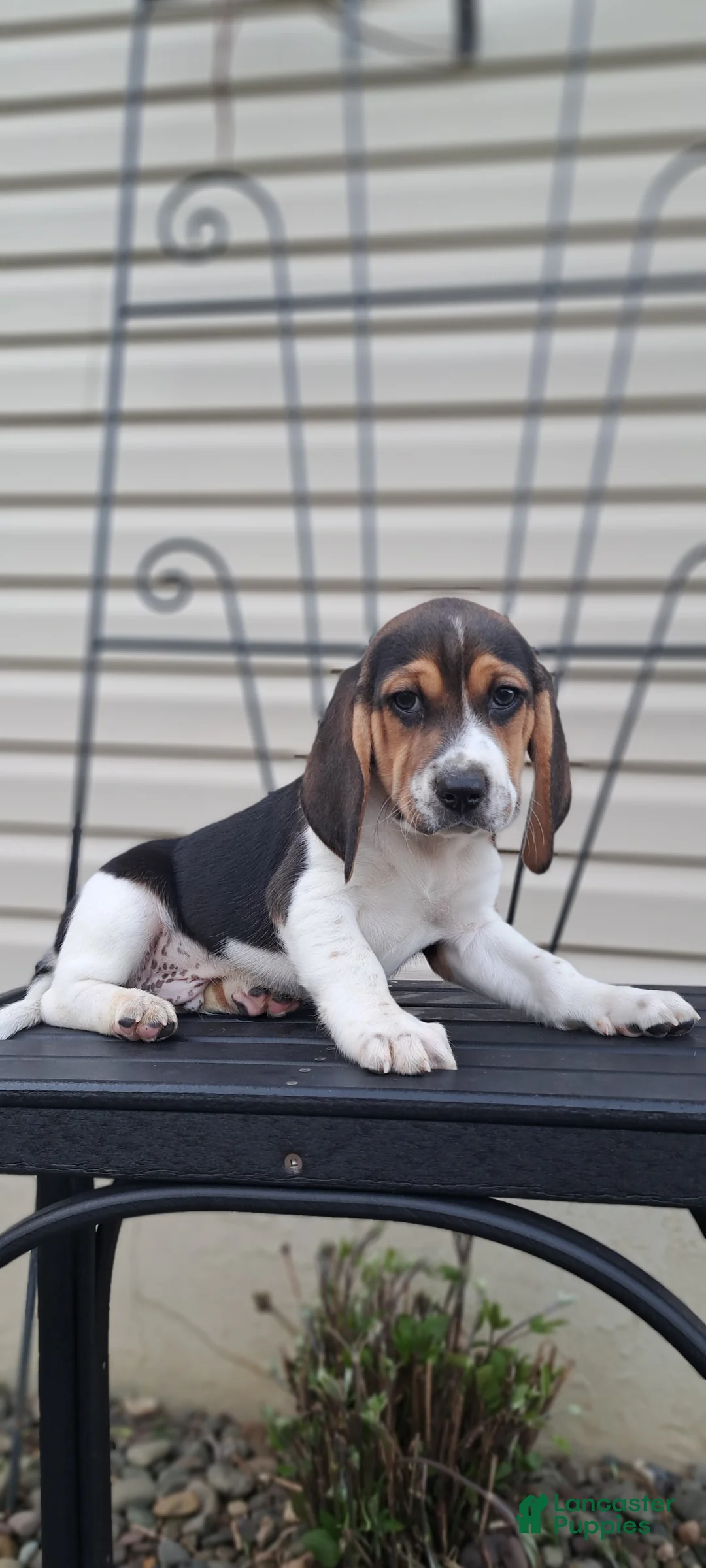 Beagle dogs for sale: TOBY - Ad 1