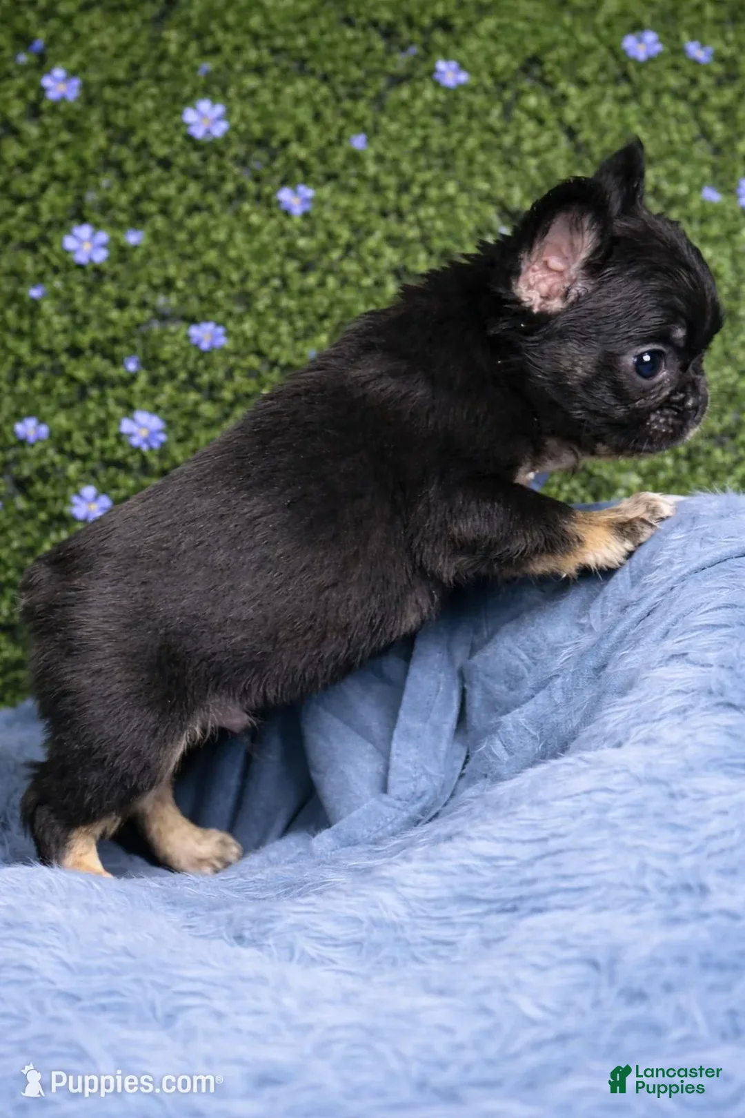 French Bulldog dogs for sale: Male Fluffy 1 - Ad 2