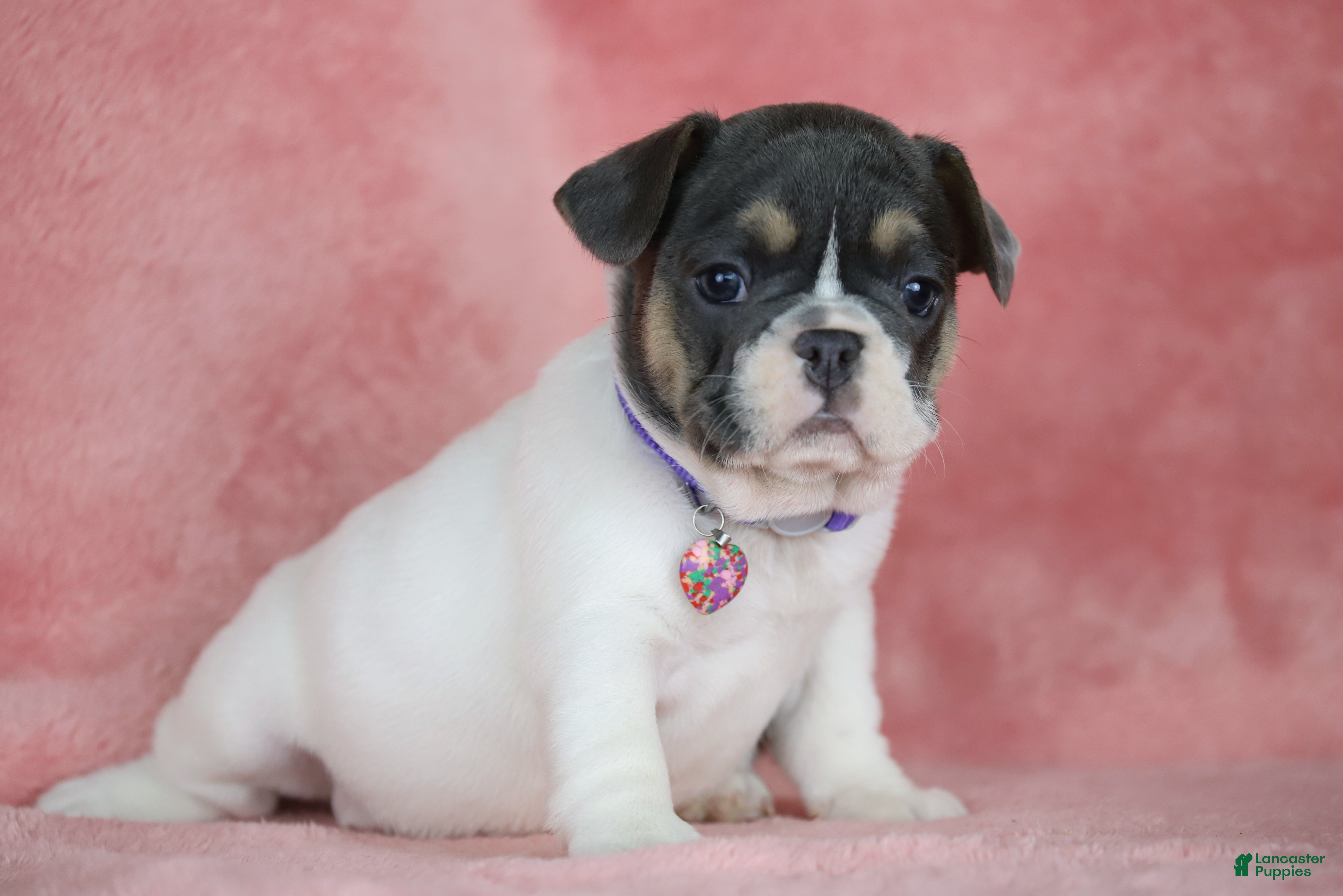 French Bulldog dogs Dottie - Ad 2