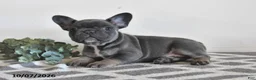 French Bulldog dogs for sale: Geneva - Ad 3