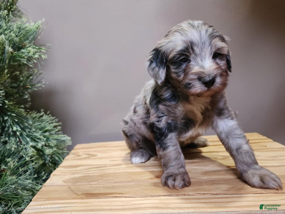 Mini Bernedoodle dogs for sale: Blitz - Ad 15