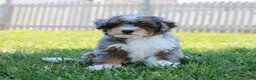 Mixed Breed dogs for sale: 🧬 STUD PROSPECT! EE ky/ky at/at DD FF 🧪 100% Embark Tested - Ad 2