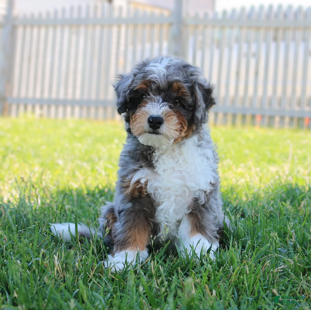 Mixed Breed dogs for sale: 🧬 STUD PROSPECT! EE ky/ky at/at DD FF 🧪 100% Embark Tested - Ad 2