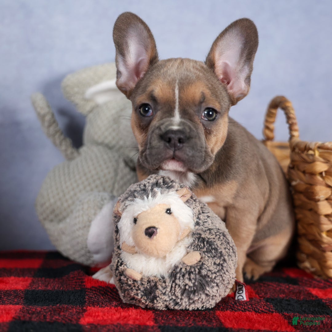 Frenchton dogs for sale: NEVA - Ad 10