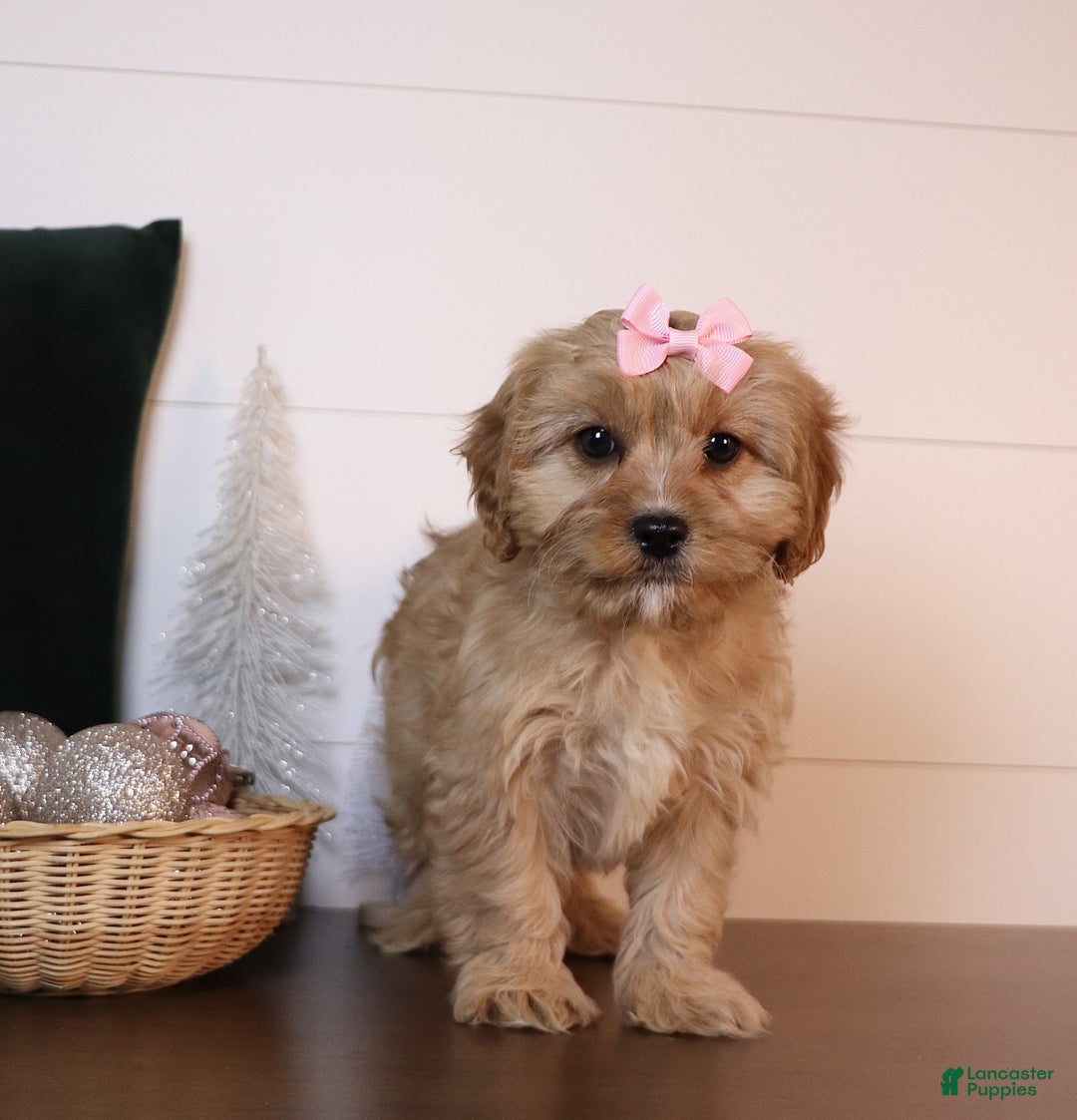 Cavapoo dogs for sale: Macey - Ad 6