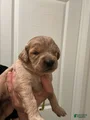 Goldendoodle Puppy 4