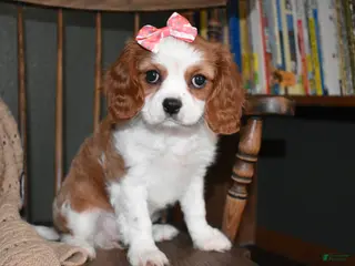 Cavalier King Charles Spaniel dogs for sale: Queenie - Ad 1