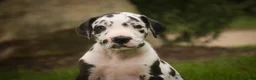Great Dane dogs for sale: Bryce Great Dane  - Ad 4