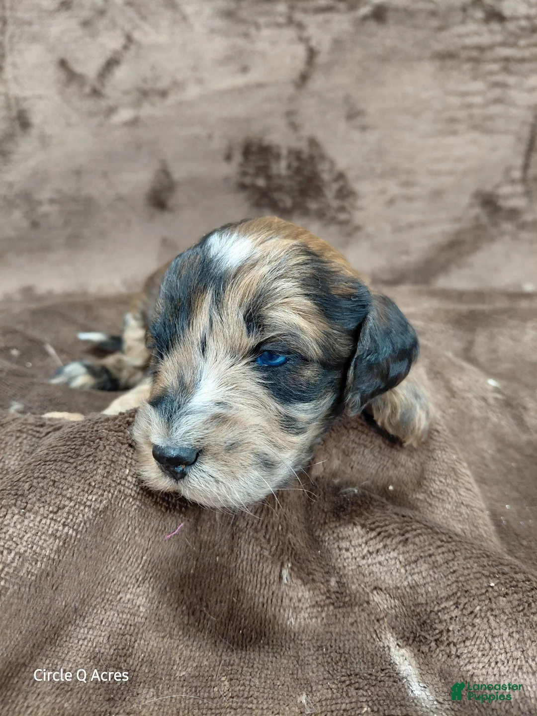 Mini Goldendoodle dogs for sale: Darla - Ad 1