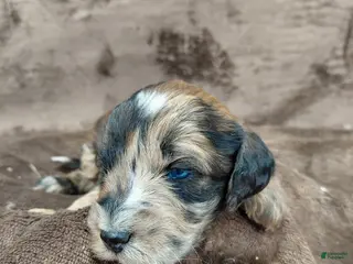 Mini Goldendoodle dogs Darla - Ad 18