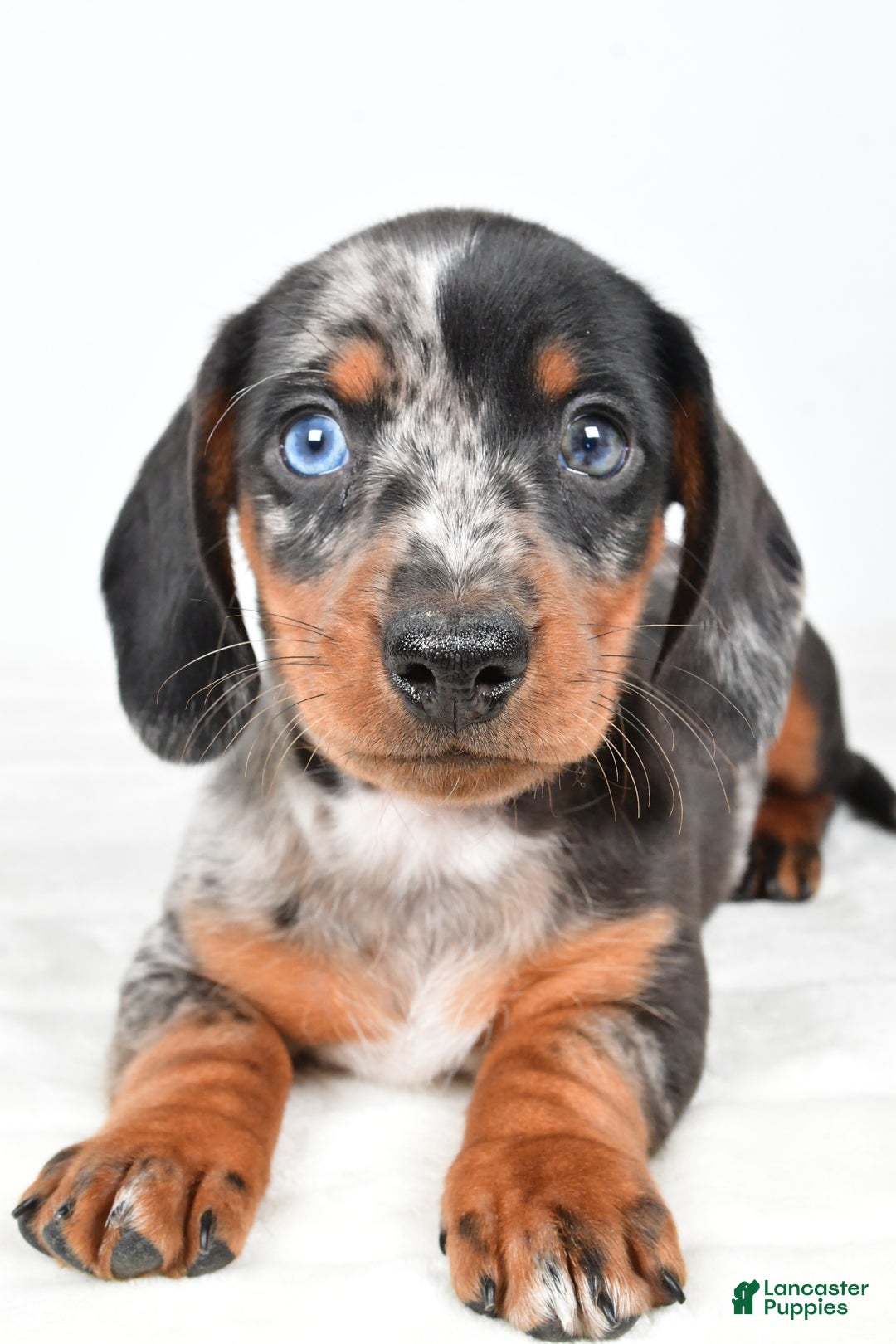 Miniature Dachshund dogs for sale: Theo - Ad 6