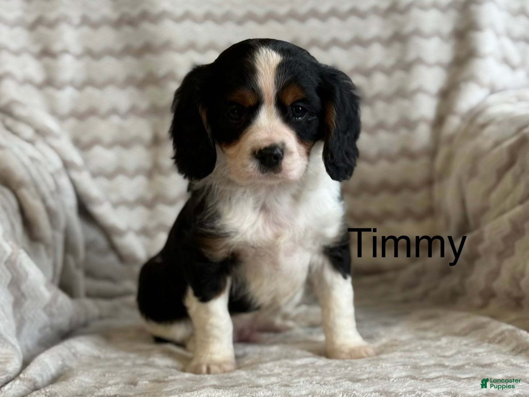 Cavalier King Charles Spaniel dogs Timmy - Ad 1