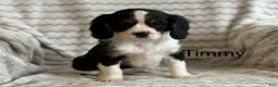Cavalier King Charles Spaniel dogs for sale: Timmy - Ad 1