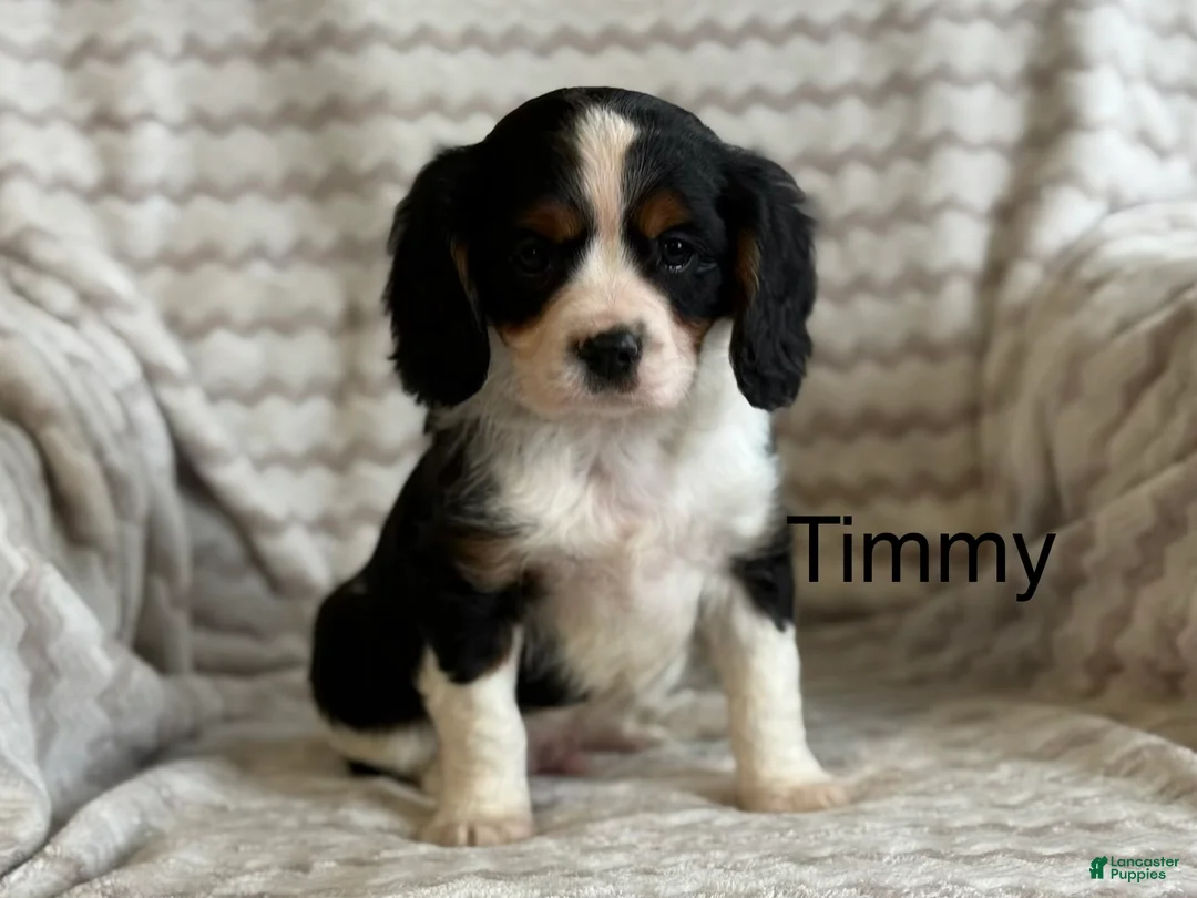 Cavalier King Charles Spaniel dogs for sale: Timmy - Ad 1