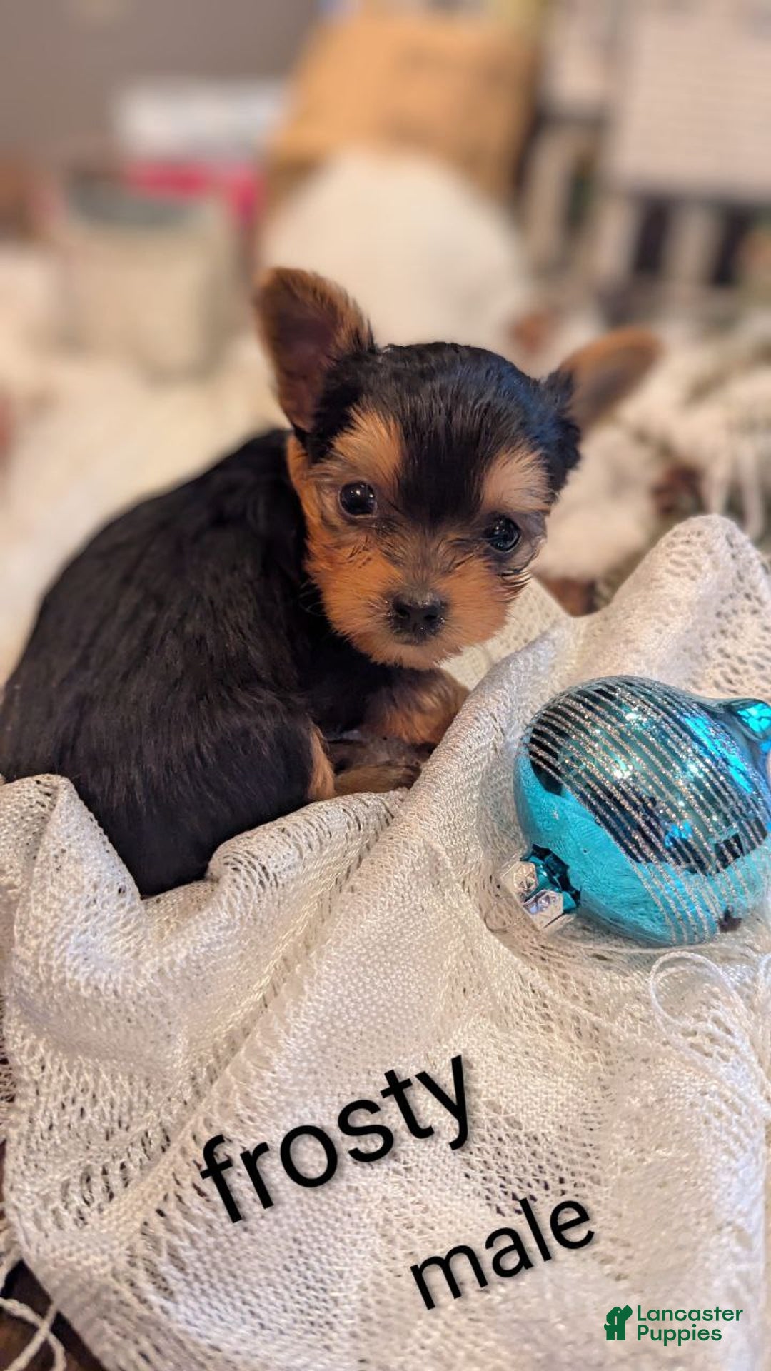 Yorkshire Terrier dogs for sale: Frosty - Ad 5