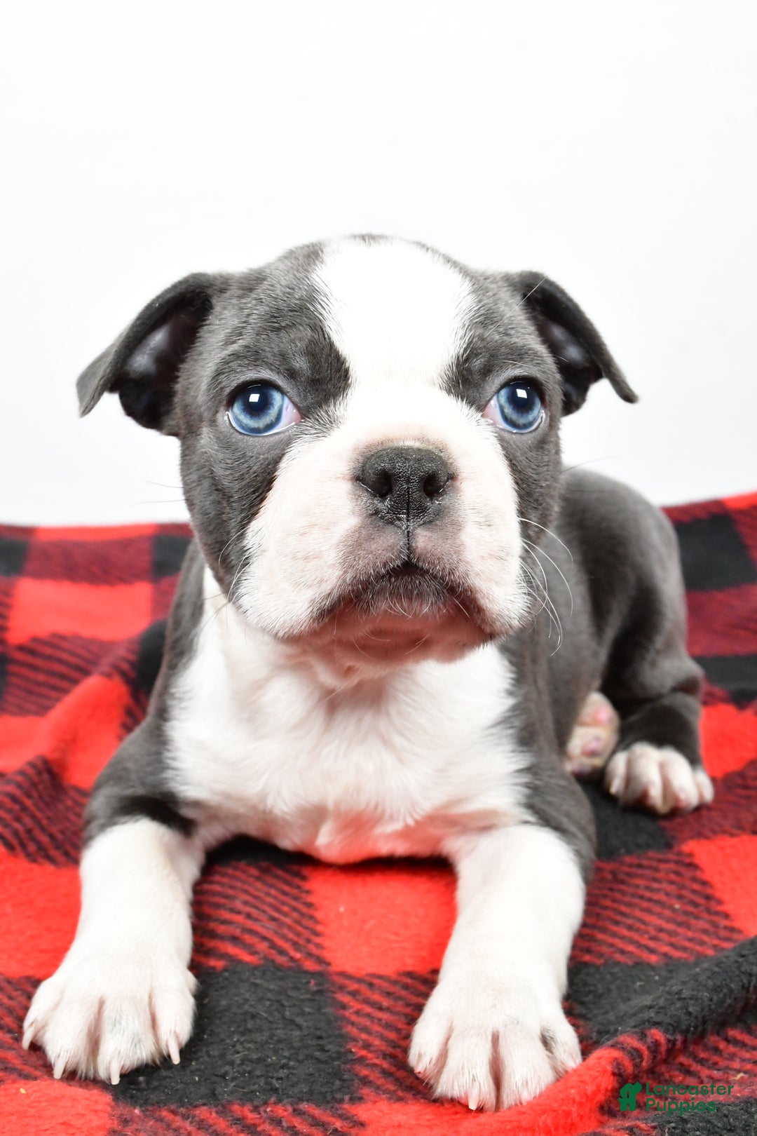 Boston Terrier dogs for sale: Chloe - Ad 2