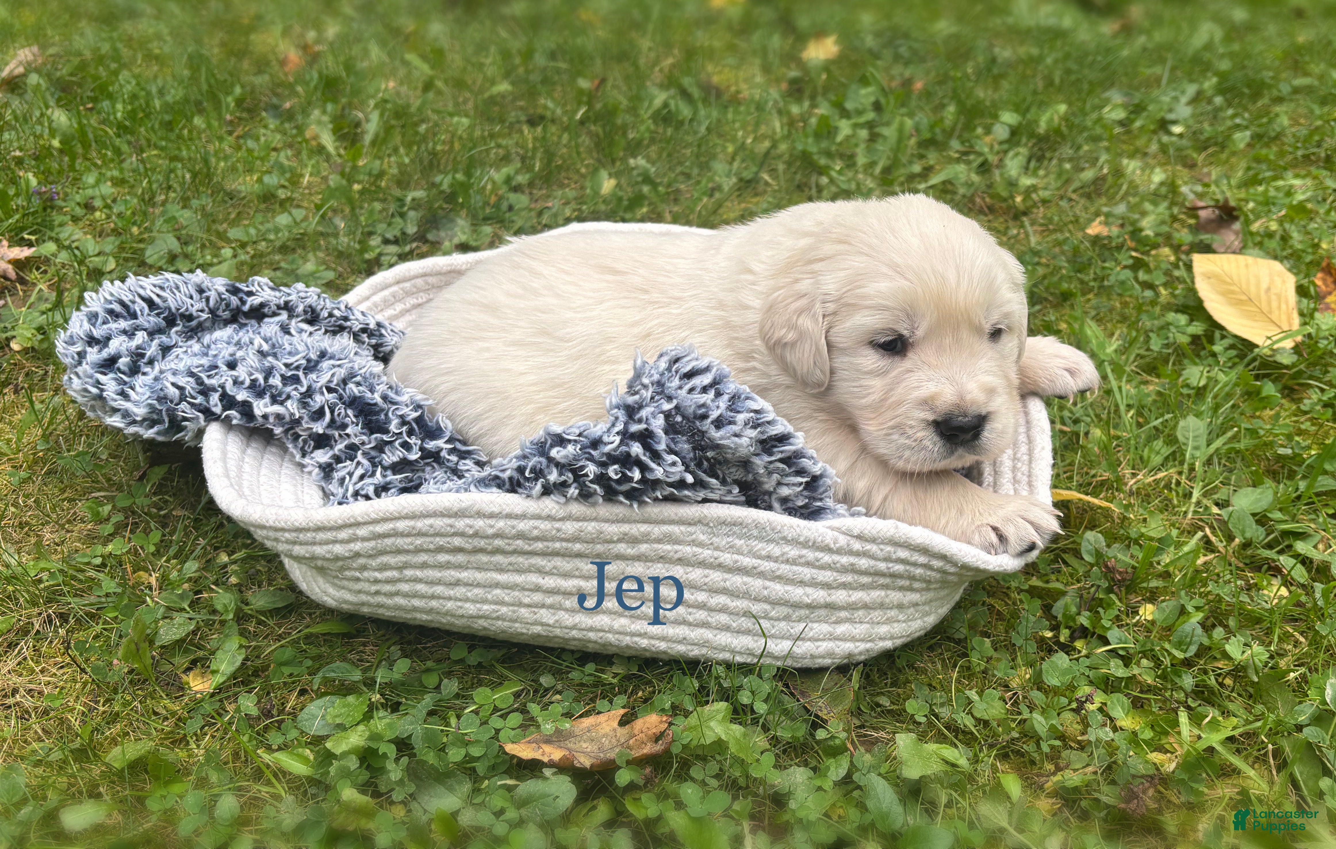 Golden Retriever dogs Jep - Ad 11