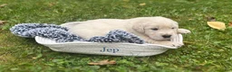 Golden Retriever dogs for sale: Jep - Ad 1