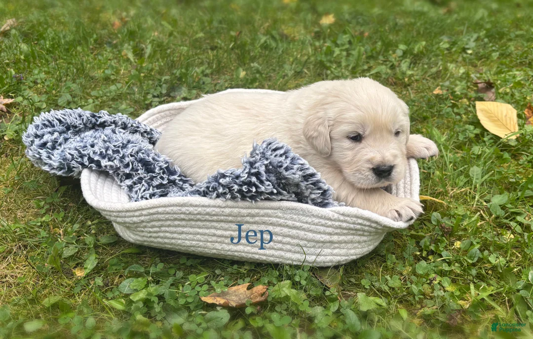 Golden Retriever dogs for sale: Jep - Ad 1