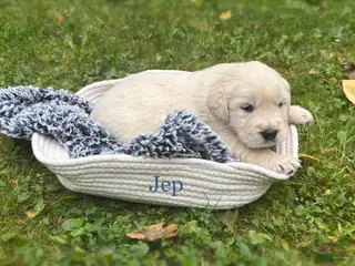 Golden Retriever dogs Jep - Ad 11