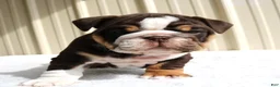 English Bulldog dogs for sale: Blaze - Ad 15