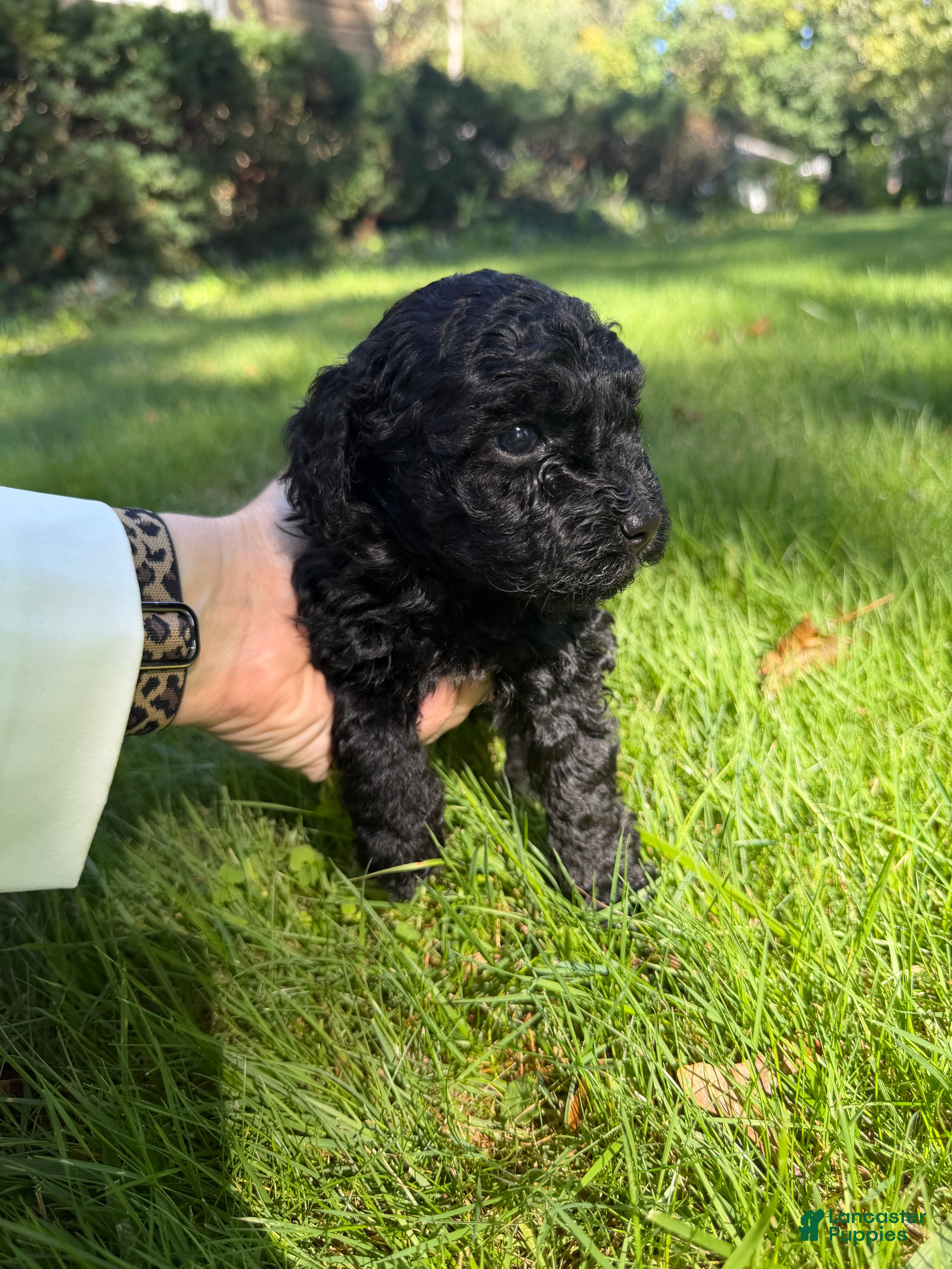 Yorkiepoo dogs Wednesday - Ad 2