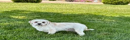 Lhasa Apso dogs for sale: Beau - Ad 9
