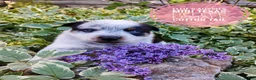 Mixed Breed dogs for sale: Cotton Tail - Ad 8