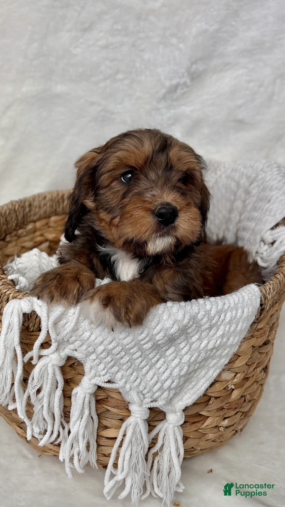 Bernedoodle dogs for sale: Max - Ad 12