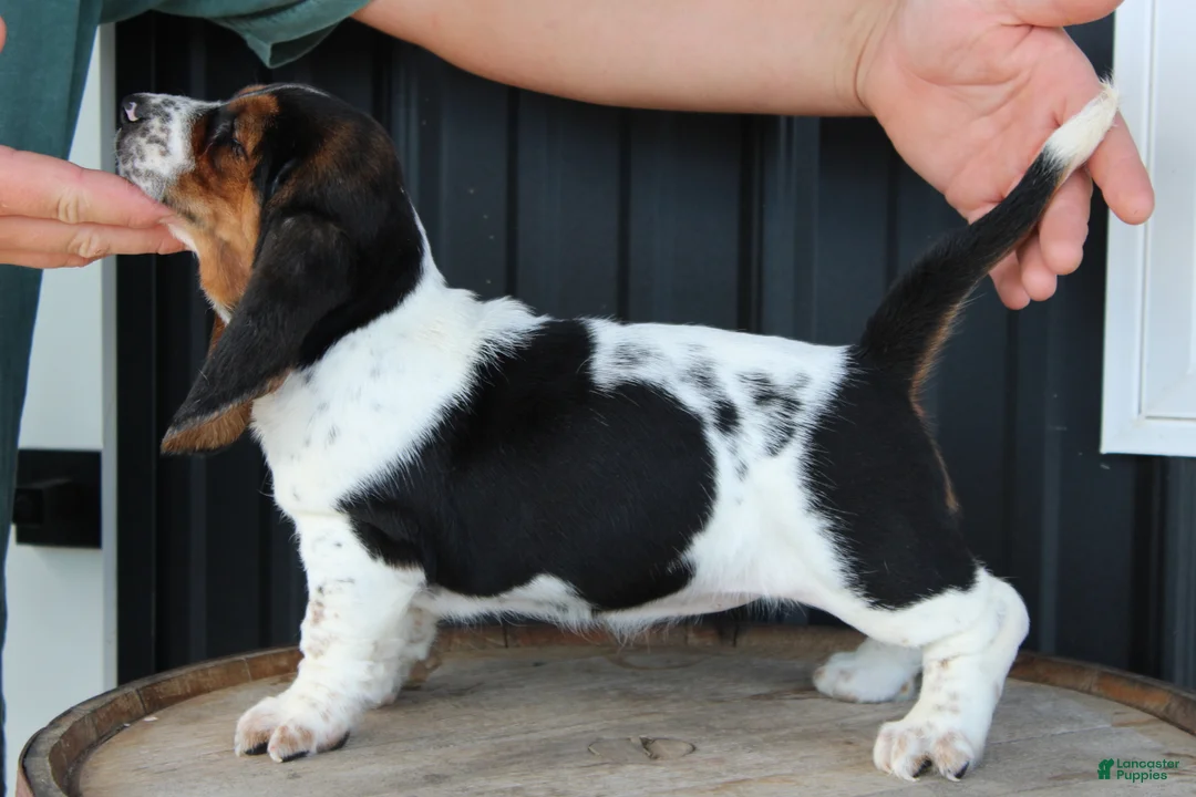 Basset Hound dogs for sale: Rosie - Ad 2
