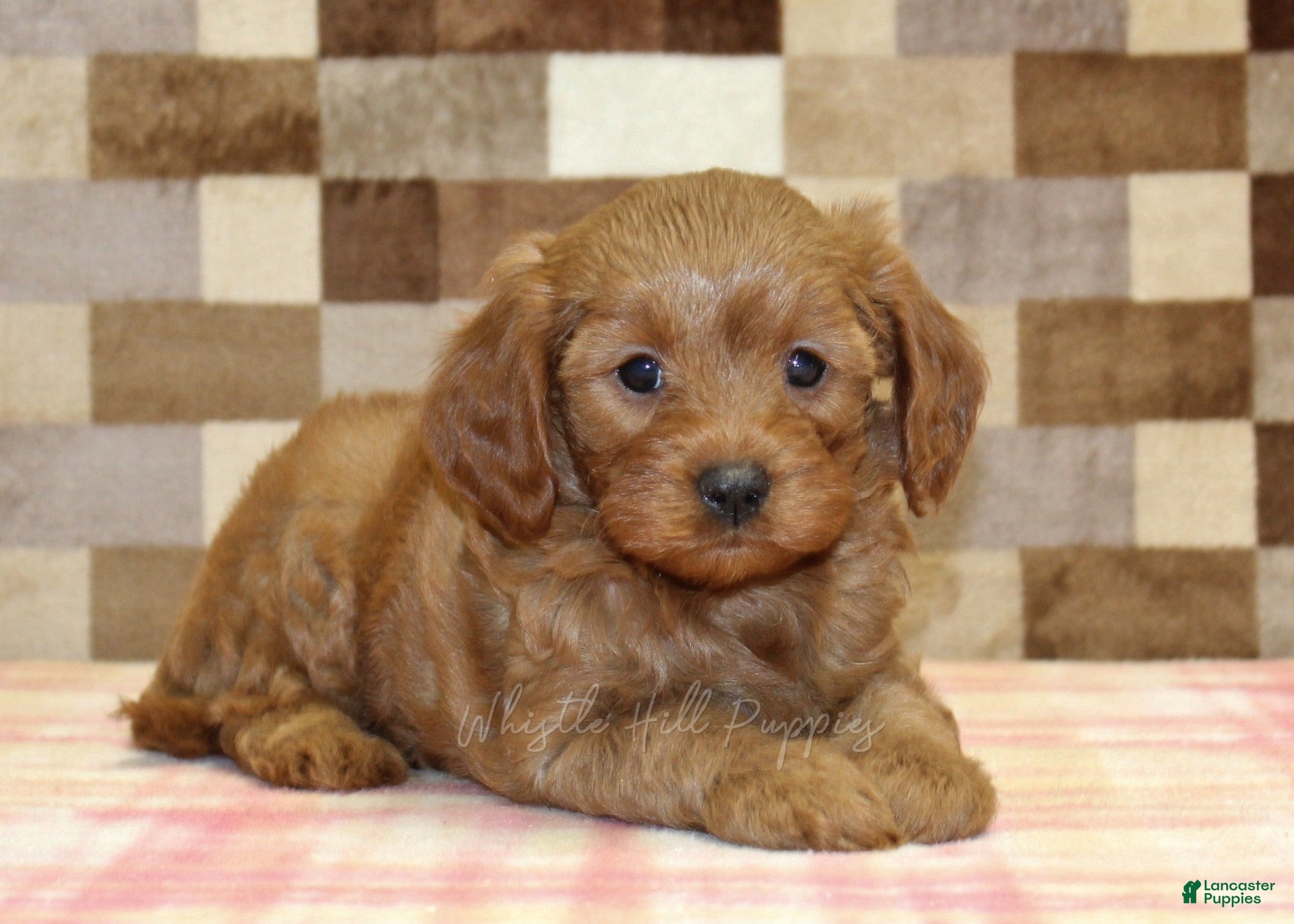 Cavapoo dogs George - Ad 2