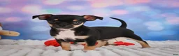 Chihuahua dogs for sale: Charlie - Ad 17