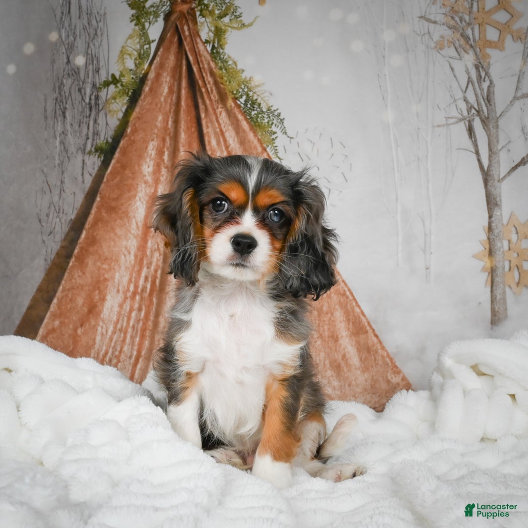 Mixed Breed dogs for sale: Mario - Ad 8