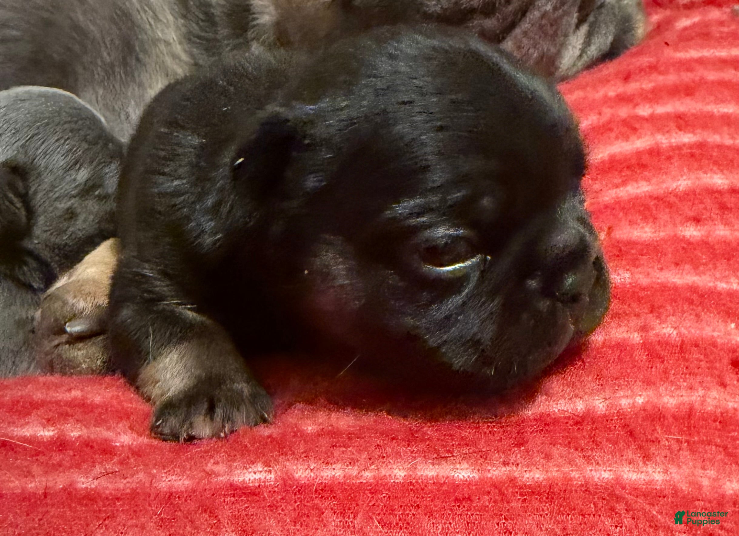 French Bulldog dogs Black - Ad 2