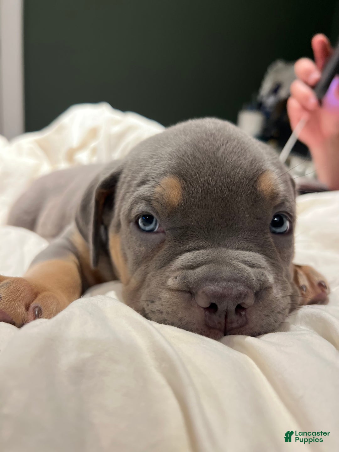 American Bully dogs for sale: Hazel - Ad 3