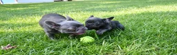 French Bulldog dogs for sale: French Bulldog 2 - Ad 9