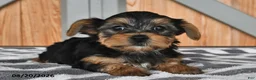 Mixed Breed dogs for sale: Adam - Ad 3
