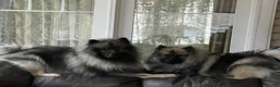 Keeshond dogs for sale: Jasper  - Ad 6