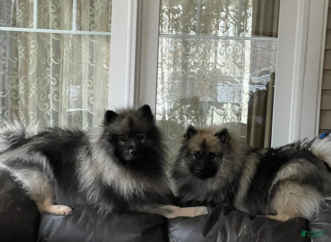 Keeshond dogs for sale: Jasper  - Ad 6