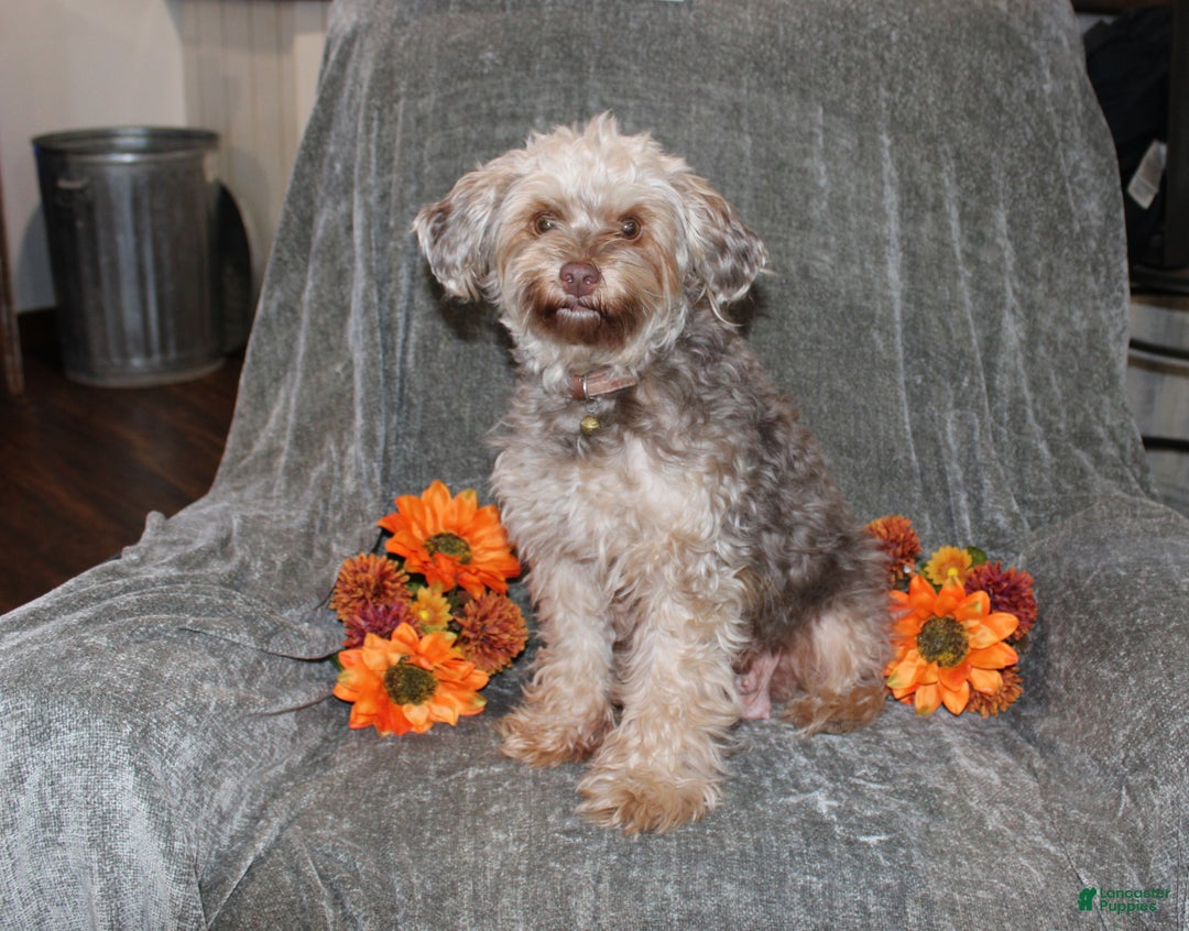 Yorkiepoo dogs for sale: Kenny - Ad 4